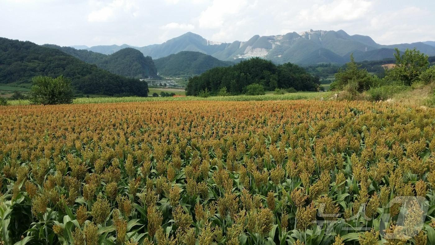 강원 영월군의 채종단지 자료 사진. &#40;영월군 제공. 재판매 및 DB금지&#41; 2025.3.17/뉴스1