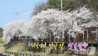 본문 이미지 - 대전 동구 오동선 벚꽃길 모습.(대전 동구 제공.재판매 및 DB금지) /뉴스1 