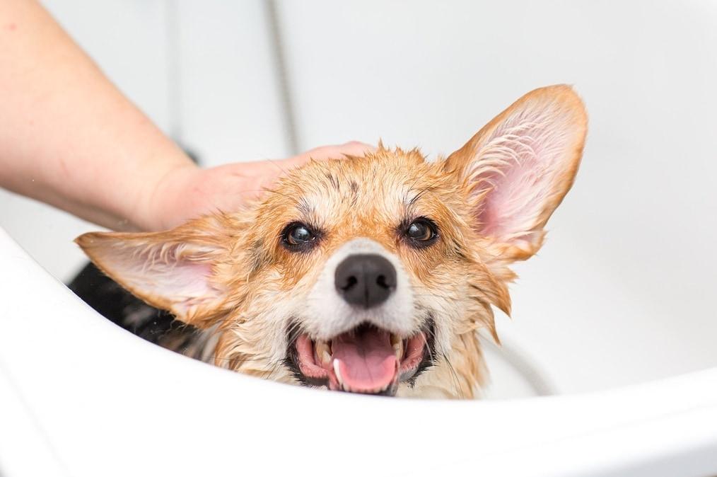 본문 이미지 - 환절기에는 반려견 피부도 건조해진다. (사진 이미지투데이) ⓒ 뉴스1