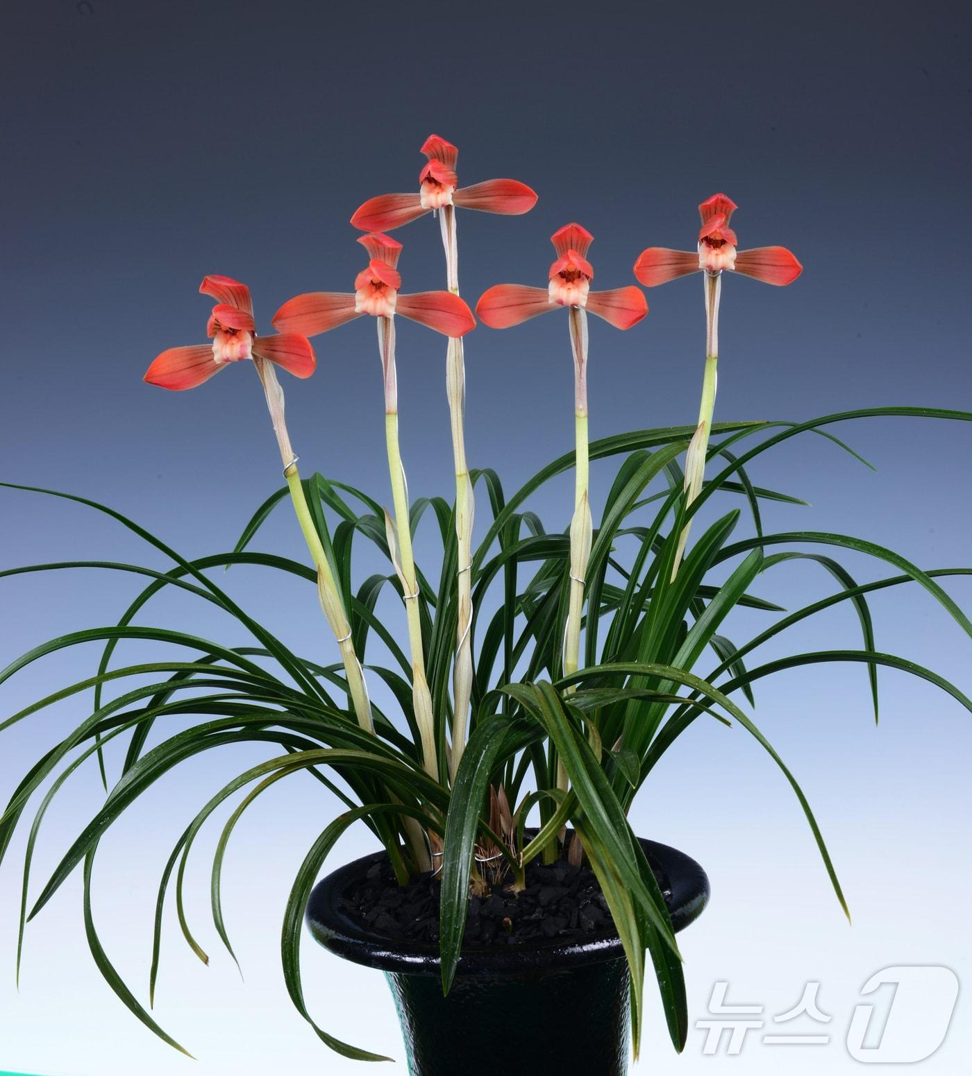 본문 이미지 - 제6회 2025 화순 난&#40;蘭&#41; 명품 박람회 대상 수상작 &#39;불꽃&#39;&#40;홍화, 노대중씨 출품&#41;