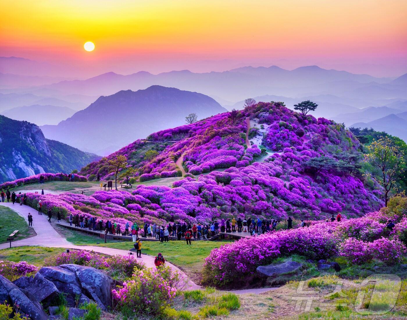 본문 이미지 - 합천 황매산 철쭉(합천군 제공. 재판매 및 DB금지).