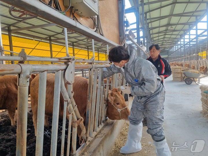 본문 이미지 - 경남도가 구제역 유입 차단을 위해 전체 소·염소 농가를 대상으로 긴급 백신 접종에 나선다. 사진은 백신 접종 모습.(경남도 제공. 재판매 및 DB금지)