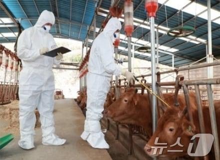 본문 이미지 - 보은군 구제역 일제 접종 장면.(보은군 제공. 재판매 및 DB금지)/뉴스1 
