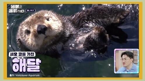 본문 이미지 - KBS 2TV '동물은 훌륭하다' 방송 화면 캡처