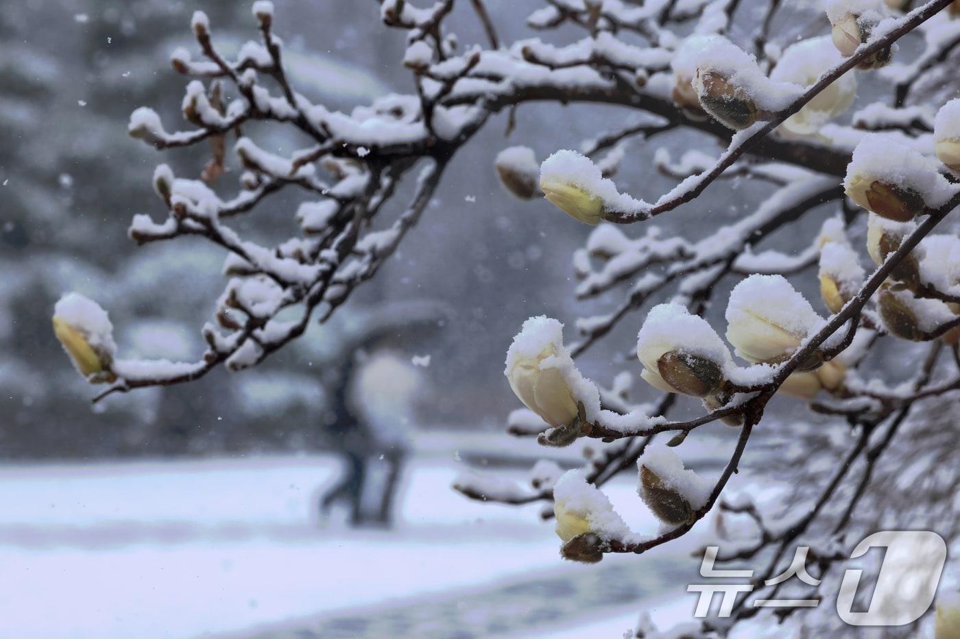 많은 눈이 내린 18일 오전 광주시 전남대학교 교정에 핀 목련꽃 위로 눈이 소복하게 쌓여 있다. 2025.3.18/뉴스1 ⓒ News1 김태성 기자