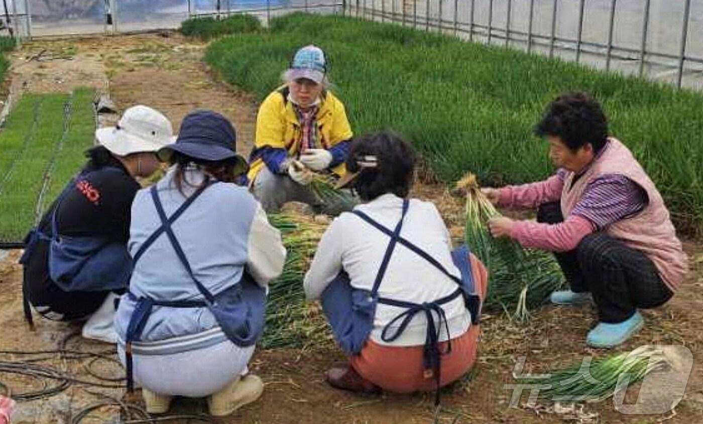 본문 이미지 - 증평군, 농촌일손 더하기 사업에 참여한 주민이 농가 일손을 돕고 있는 모습/뉴스1