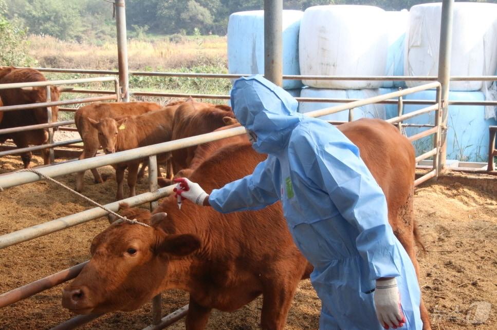 본문 이미지 - 충북도 구제역 일제 접종&#40;충북도 제공. 재판매 및 DB금지&#41;