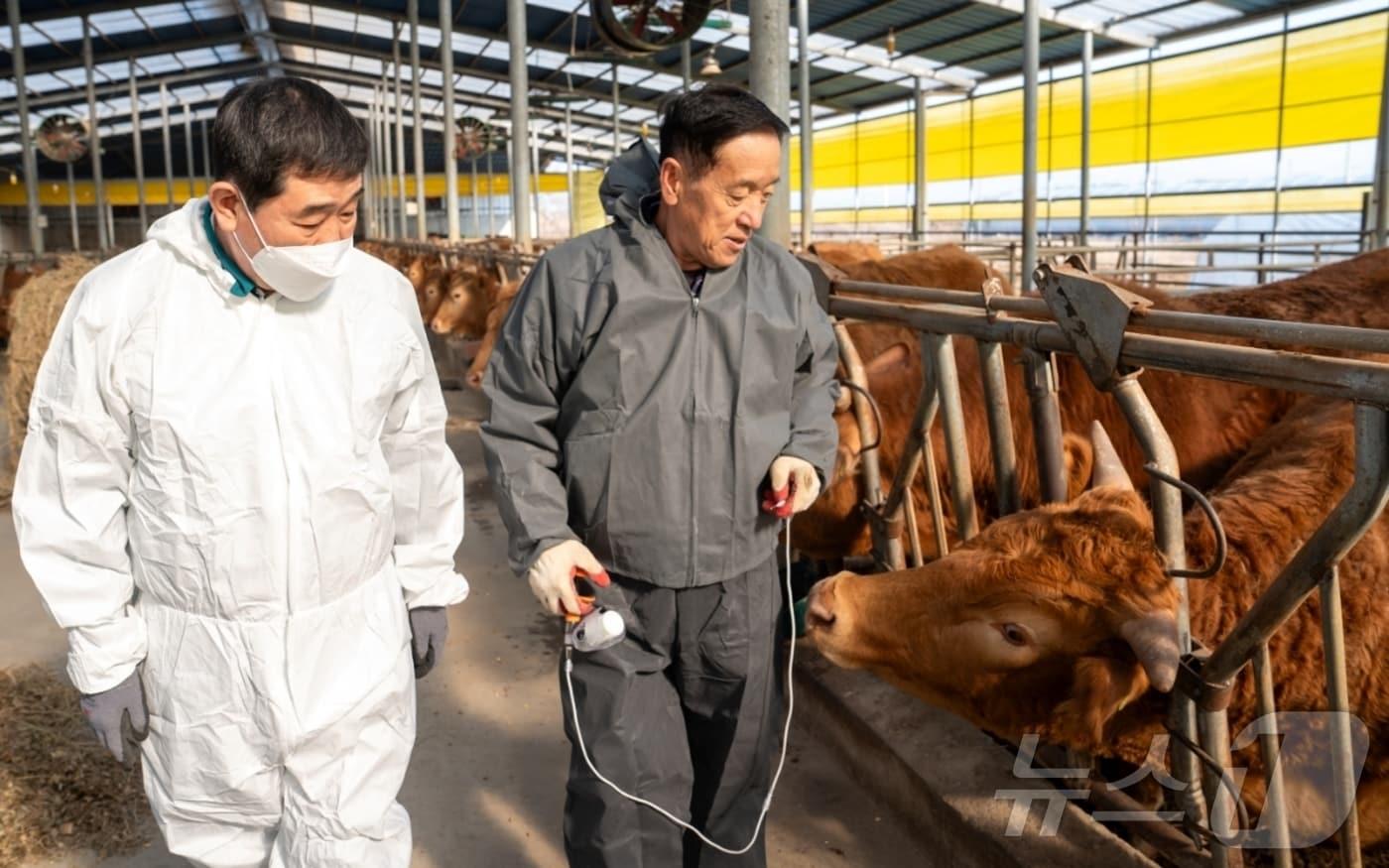 본문 이미지 - 이재영 충북 증평군수가 19일 구제역 차단 방역을 위한 일제 접종이 이뤄지는 농가를 찾아 방역 상황을 살피고 있다.(증평군 제공, 재판매 및 DB금지).2025.03.19/뉴스1 