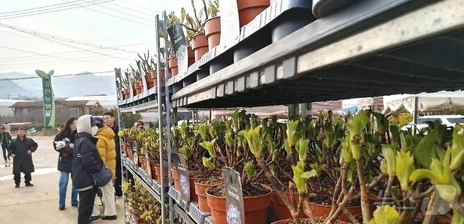 본문 이미지 - '묘목산업특구'인 충북 옥천군 이원면 소재 묘목시장을 찾은 주민들이 꽃 묘를 둘러보고 았다. /뉴스1 