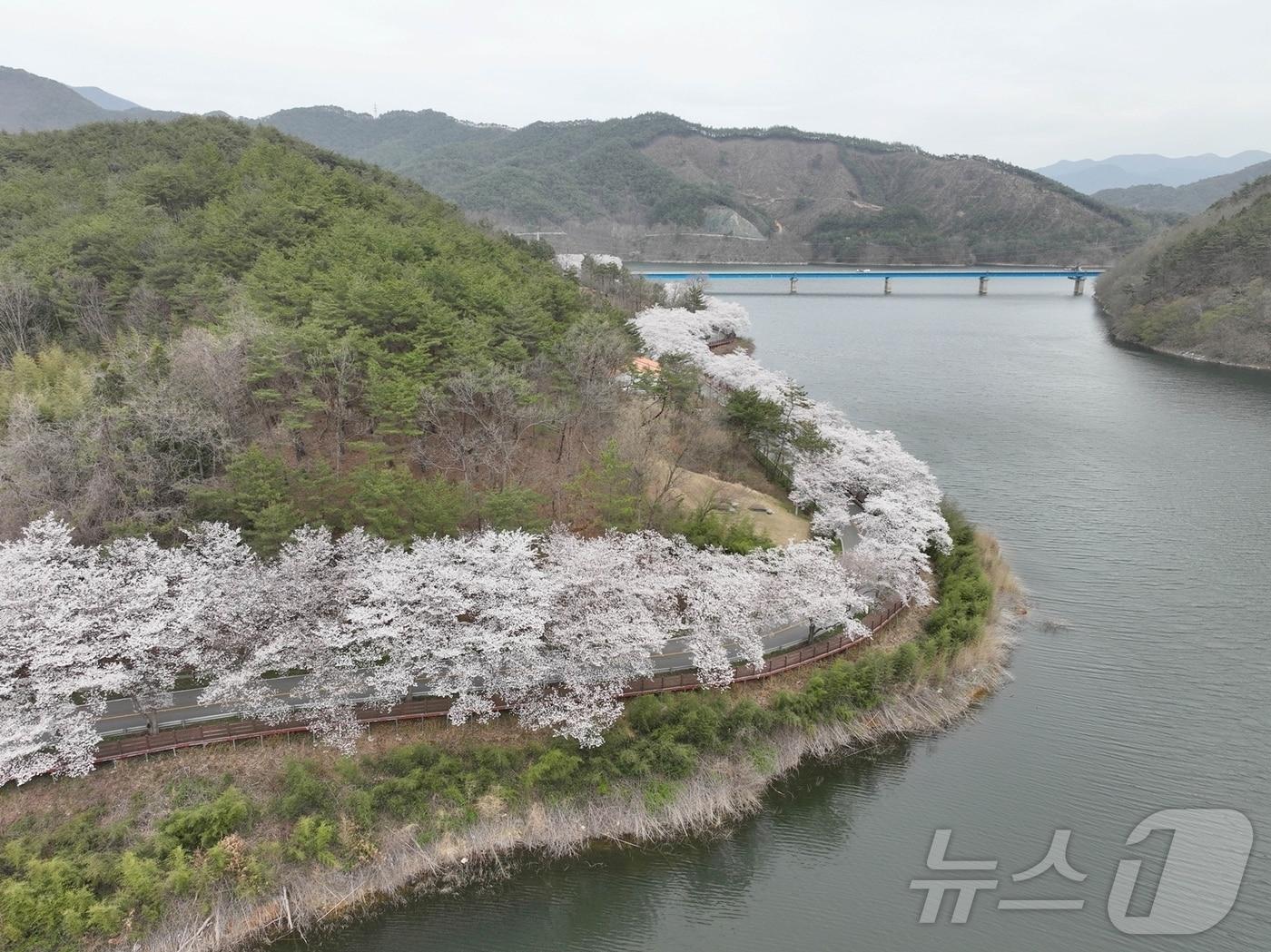 본문 이미지 - 지난해 보성왕벚나무터널 일원 전경.(보성군 제공. 재판매 및 DB 금지)