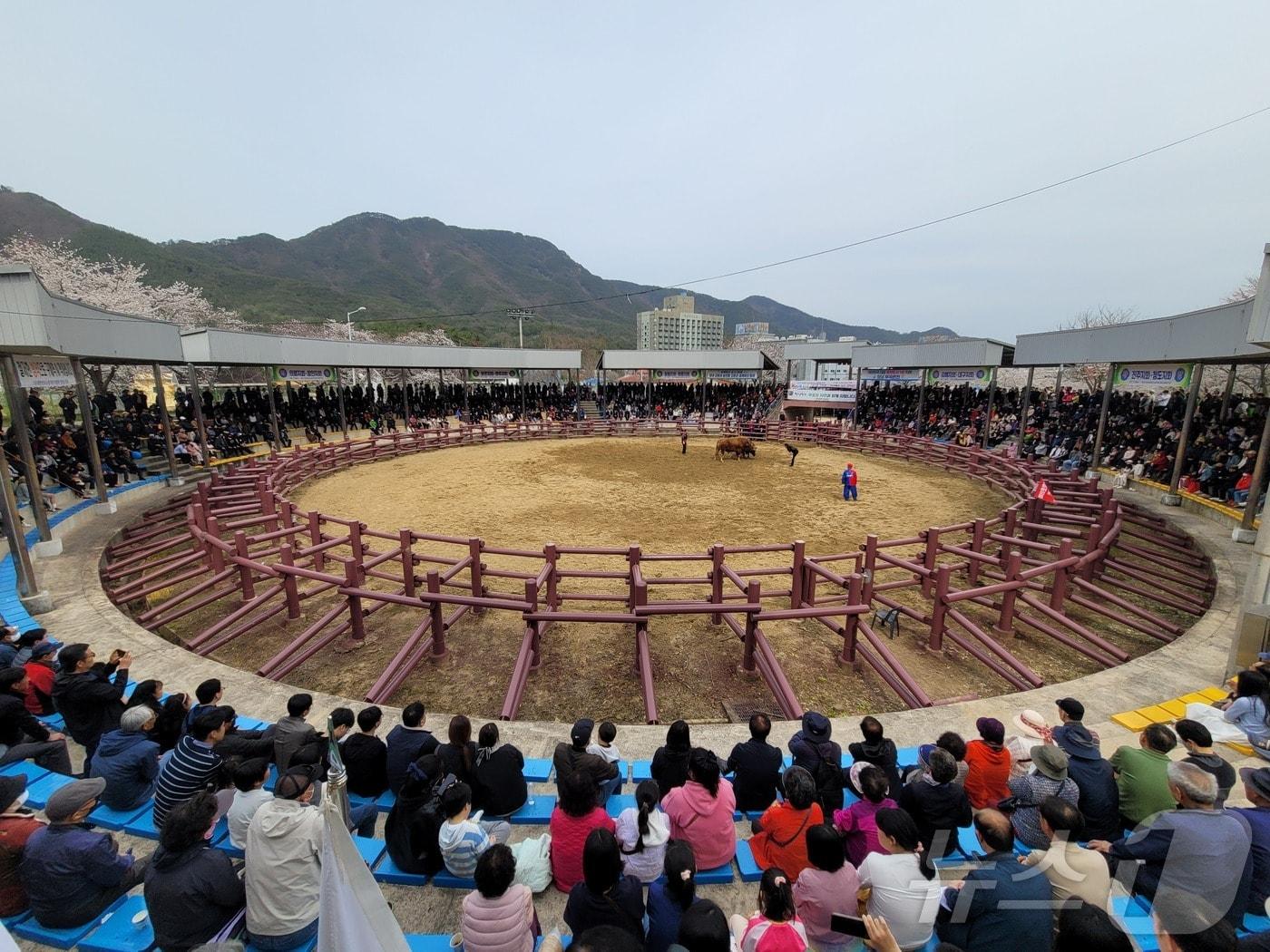 본문 이미지 - 창녕 전국 민속소힘겨루기대회&#40;창녕군 제공. 재판매 및 DB금지&#41;.