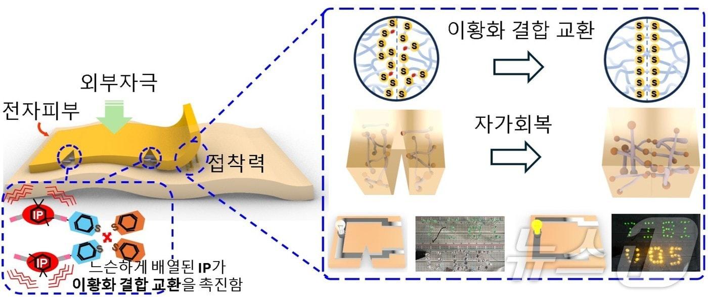 본문 이미지 - 마찰과 찢어짐에도 10초 이내로 복구되는 초고속 자가치유 전자피부 기술 개념도.(한국연구재단 제공. 재판매 및 DB금지) /뉴스1 