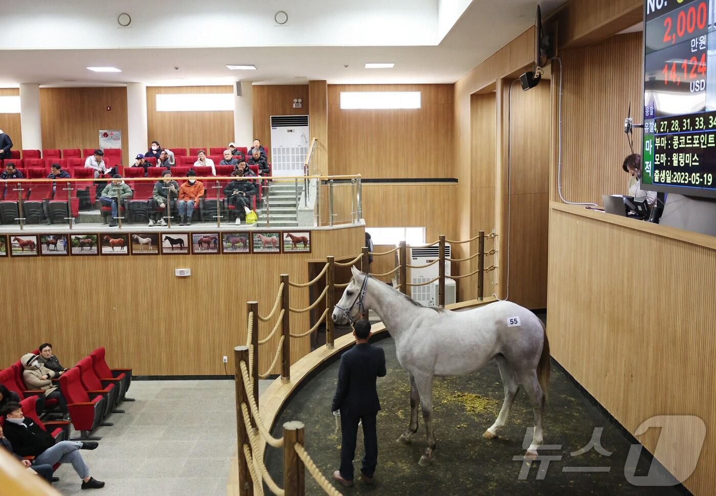 18일 진행된 제주 경주마 경매 현장(한국마사회 제공)