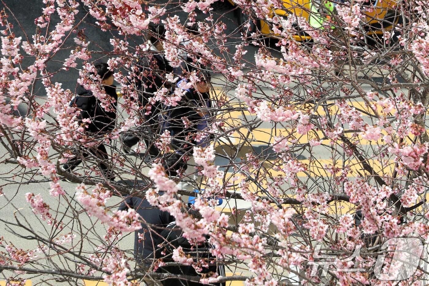 낮과 밤의 길이가 같아진다는 절기상 춘분(春分)을 하루 앞둔 19일 부산 수영구 배화학교 화단에 벚꽃이 꽃망울을 터뜨려 눈길을 끌고 있다. 2025.3.19/뉴스1 ⓒ News1 윤일지 기자