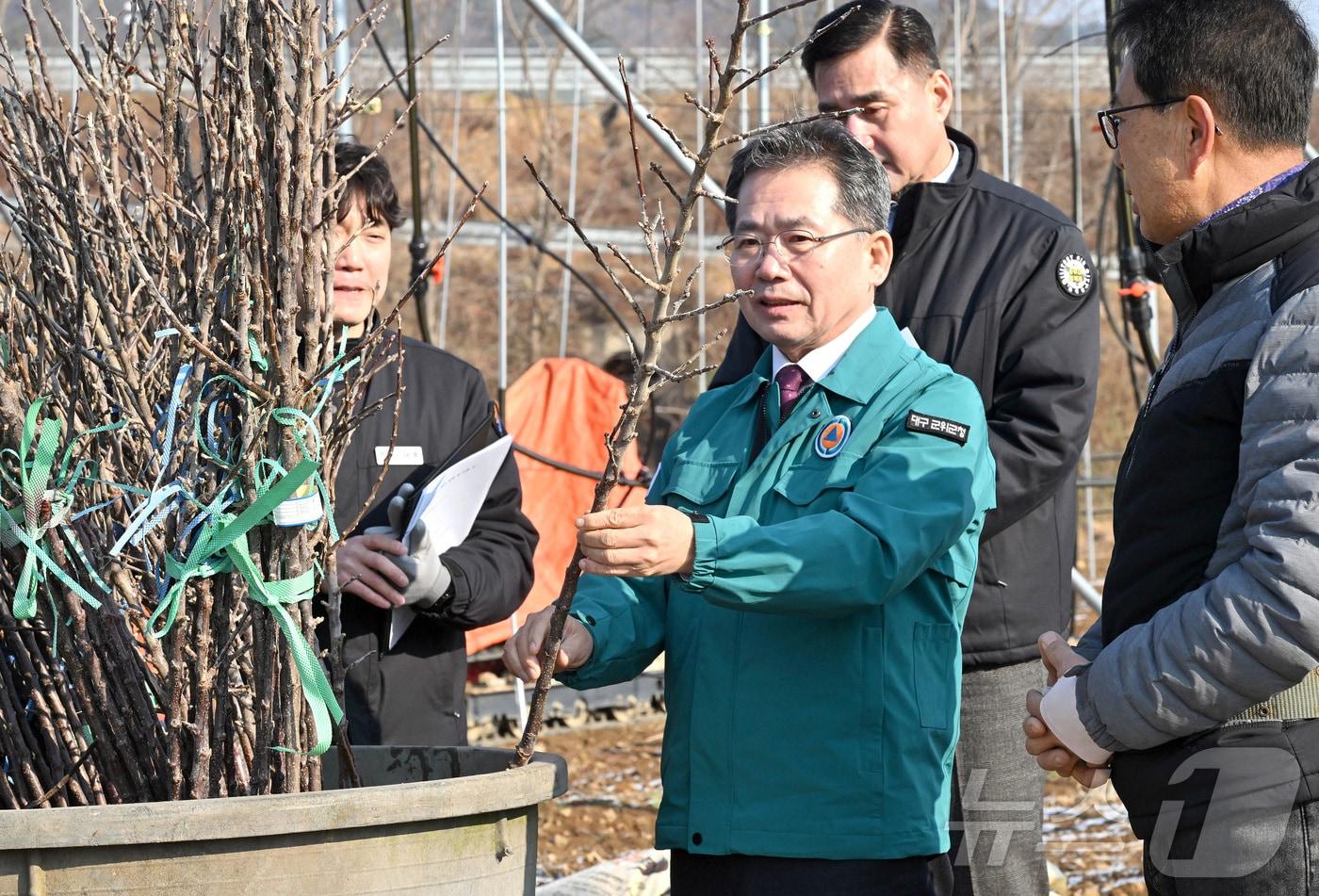 김진열 군위군수가 19일 신품종 사과 '골든볼' 식재 현장을 살펴보고 있다. (군위군 제공)