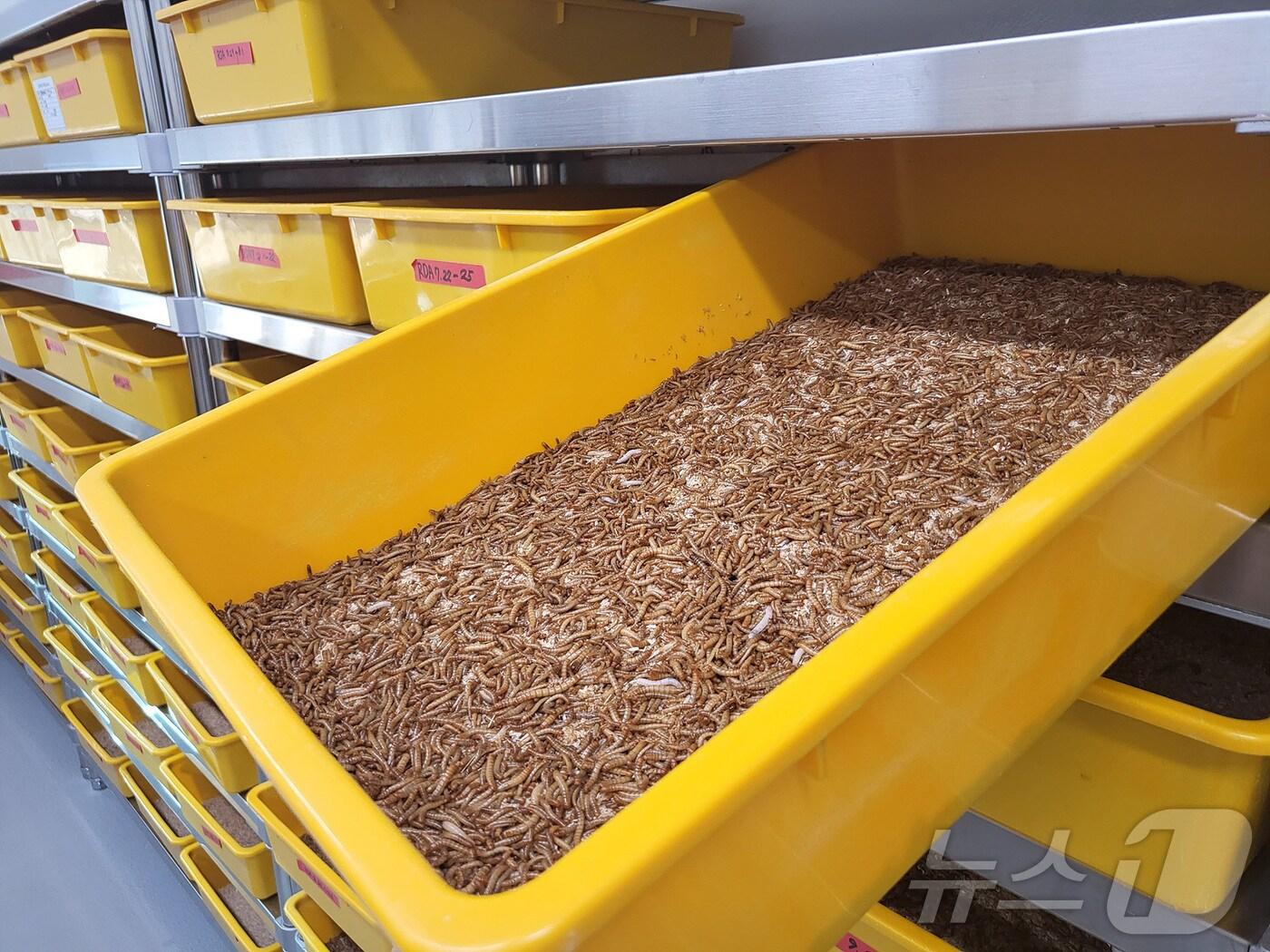 본문 이미지 - 충북농업기술원 곤충 종자 모상 공급/뉴스1