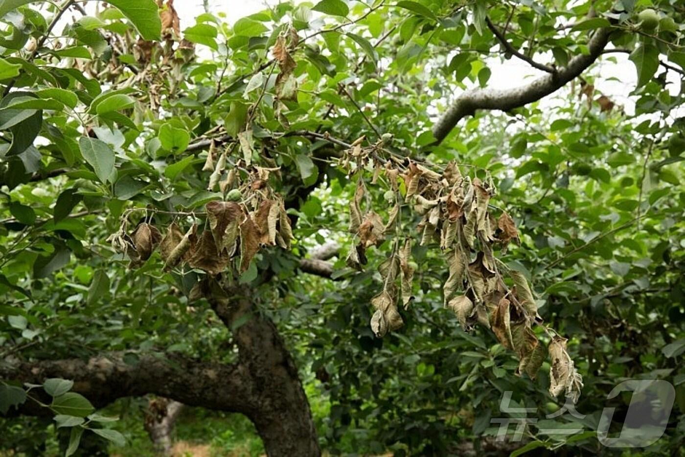 과수화상병에 걸린 나무/뉴스1