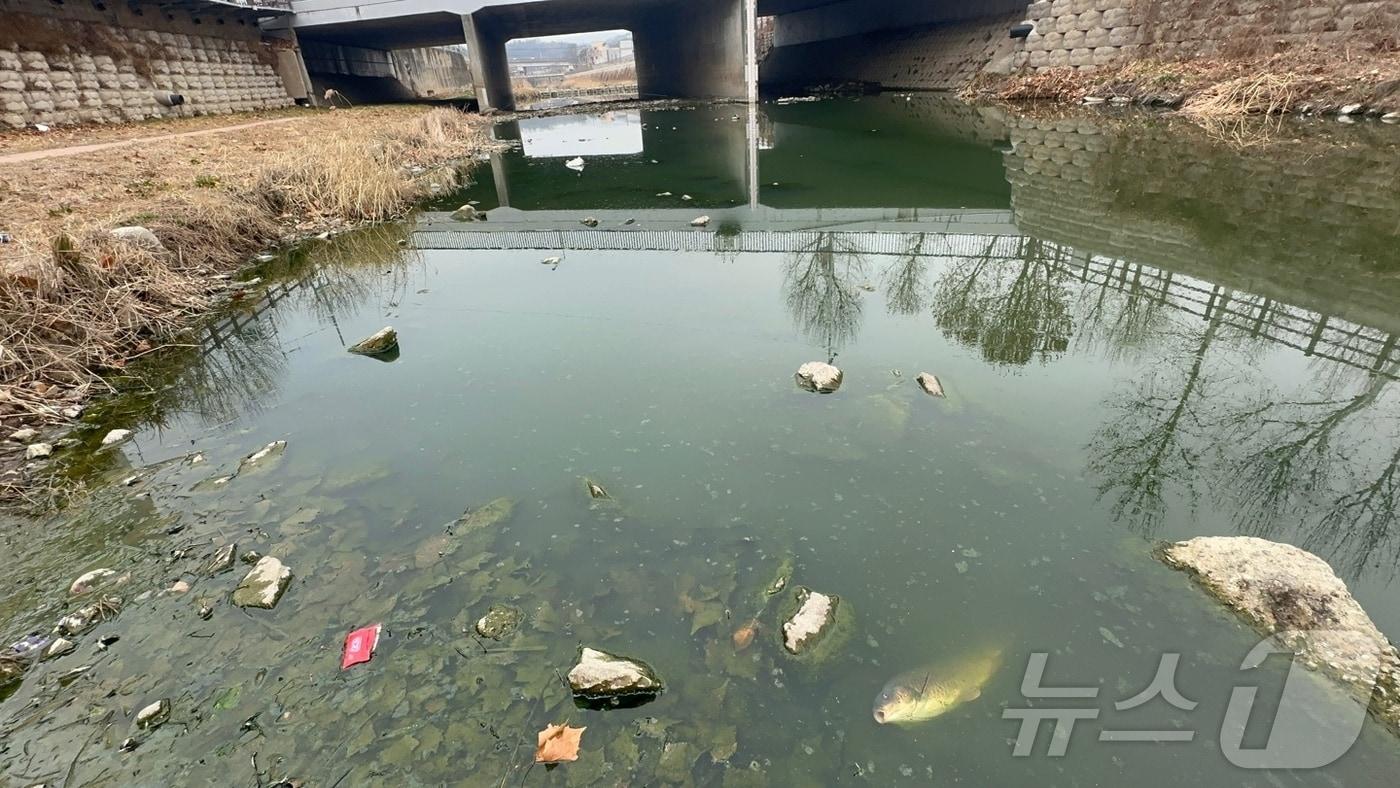 대구 금호강의 지류인 방촌천에 물고기가 폐사해 배를 드러내고 가라앉아 있다.(대구환경운동연합 제공. 재판매 및 DB 금지)