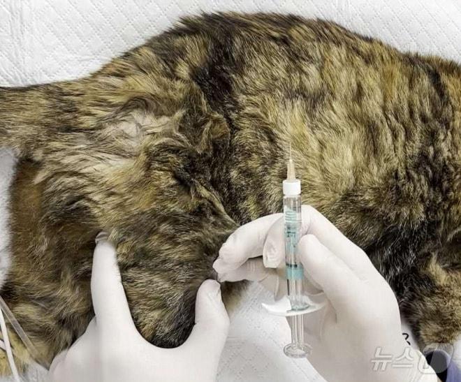 본문 이미지 - 관절 주사를 맞고 있는 고양이(VIP동물의료센터 제공) ⓒ 뉴스1