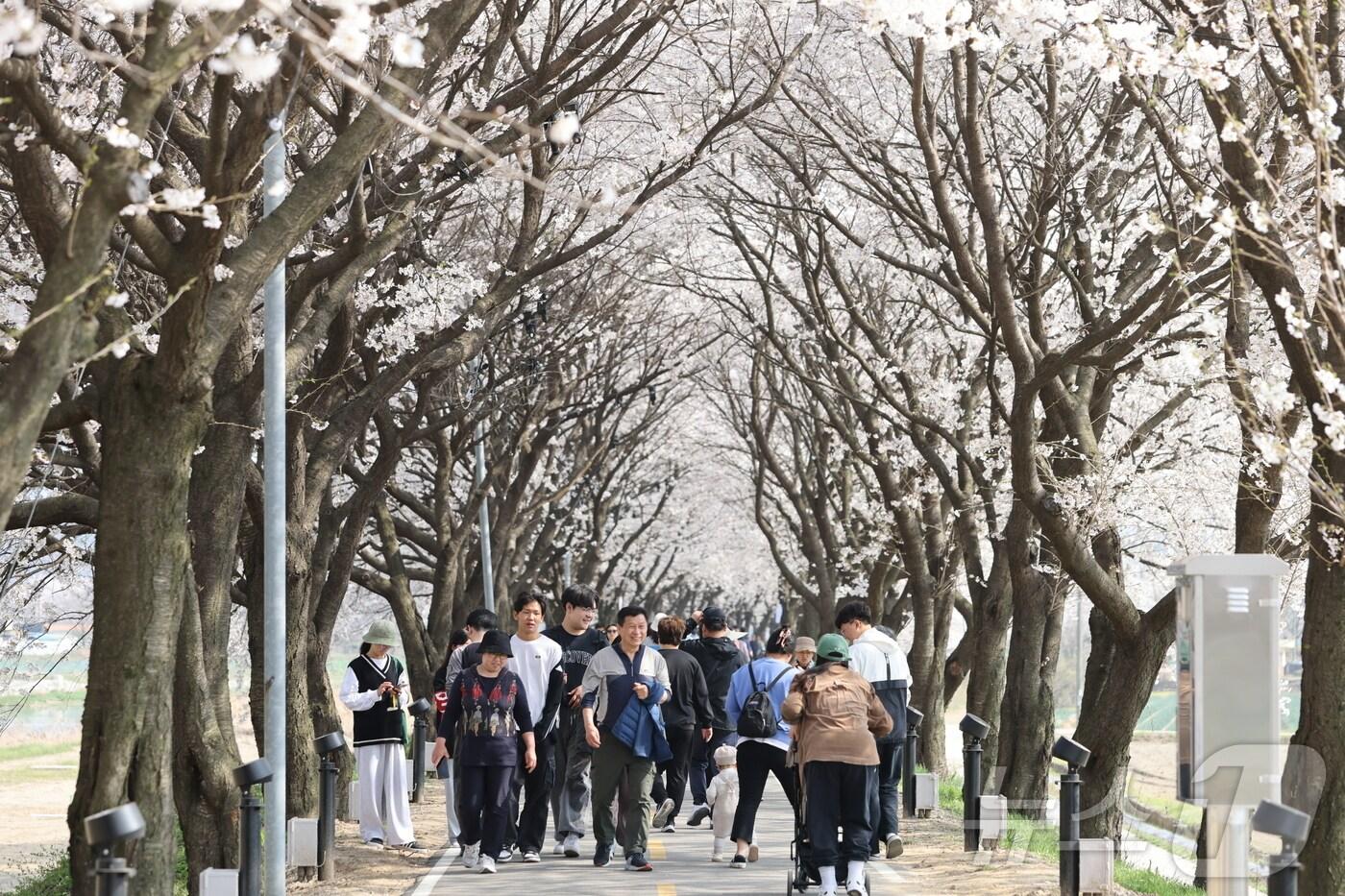 지난해 보은 벚꽃길 축제 (보은군 제공. 재판매 및 DB금지) /뉴스1 