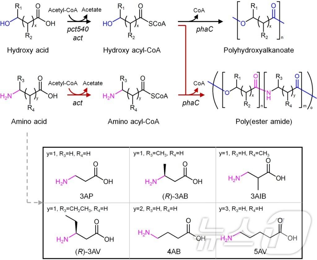 본문 이미지 - 미생물 대사공학을 통해 폴리에스터 아마이드 생산 연구 개념도. (KAIST 제공. 재판매 및 DB금지) /뉴스1