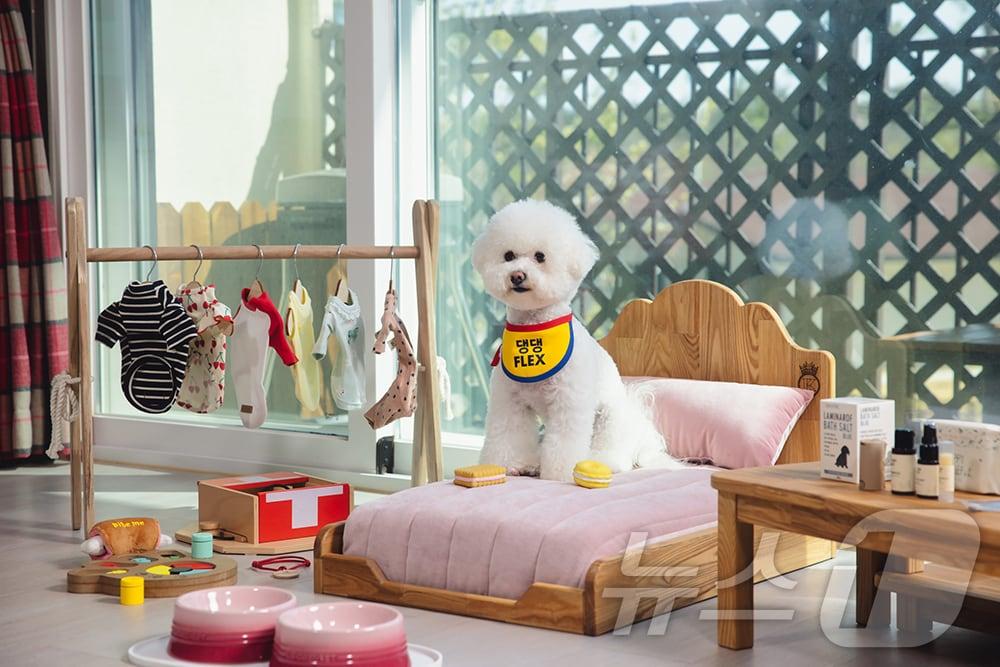 본문 이미지 -  <strong>켄싱턴리조트 설악밸리 펫 객실 대표 이미지(이랜드파크 제공)</strong>