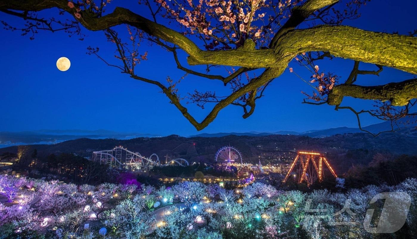 매화가 가득 핀 에버랜드 하늘정원길 야경&#40;에버랜드 제공&#41;