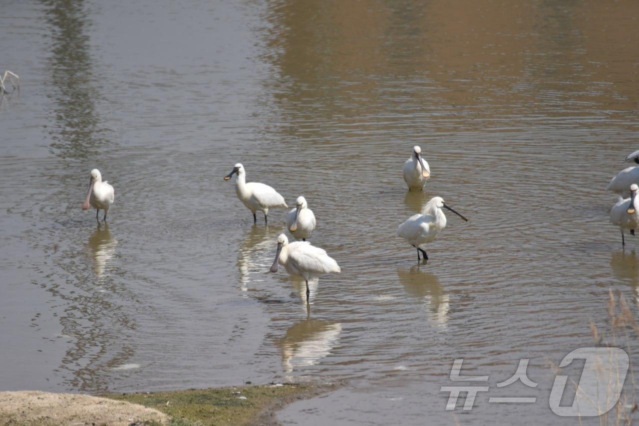 본문 이미지 - 노랑부리저어새 사진(청주충북환경운동연합 제공. 재판매 및 DB금지) 