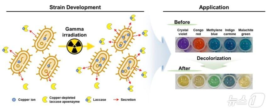 본문 이미지 -  높은 구리이온 농도를 견디는 락카아제 효소 생산 박테리아 기술 개념도. (원자력연 제공. 재판매 및 DB금지) /뉴스1