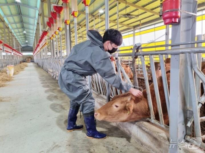 본문 이미지 - 구제역 예방접종 모습(경기 여주시 제공, 재판매 및 DB 금지)/뉴스1 