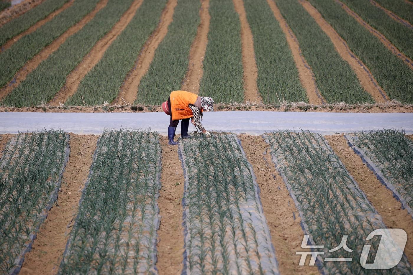 본문 이미지 - 일손 귀한 농촌은 봄을 맞아 허리 펼 시간이 없다. 절기상 춘분(春分)인 20일 오후 대구 달성군 구지면 한 양파밭에서 한 할머니가 겨우내 보온 비닐 아래서 싹을 틔운 양파 싹을 뽑아 올리고 있다. 2025.3.20 ⓒ 뉴스1 공정식 기자