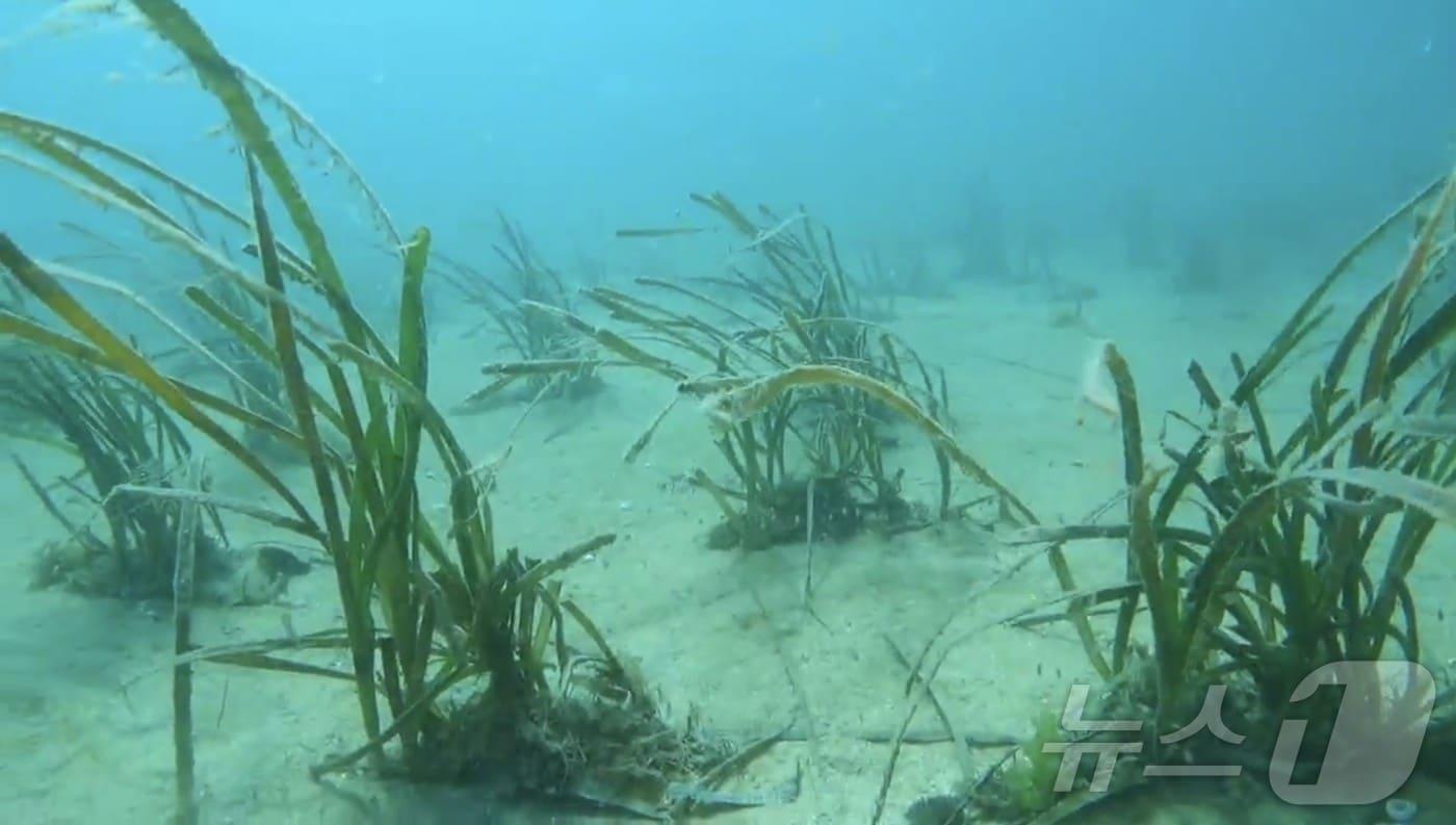 완도 청산면 해역에 이식한 잘피 (완도군 제공. 재판매 및 DB금지) /뉴스1 