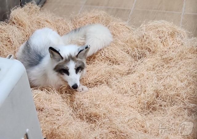 본문 이미지 -  전주동물원 새 식구 여령이.(전주시 제공. 재판매 및 DB금지)