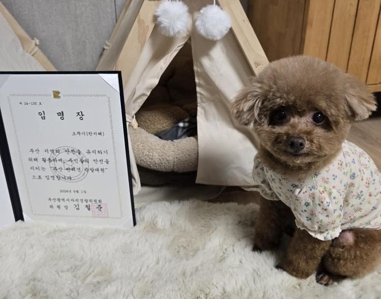 본문 이미지 - 지난해 인식칩이 제거된 채 버려진 푸들은 &#39;뚜기&#39;란 이름으로 새가정에 입양돼 살고 있다. 사진은 반려견 순찰대 임명장을 받은 뚜기&#40;한지혜 씨 제공&#41; ⓒ 뉴스1