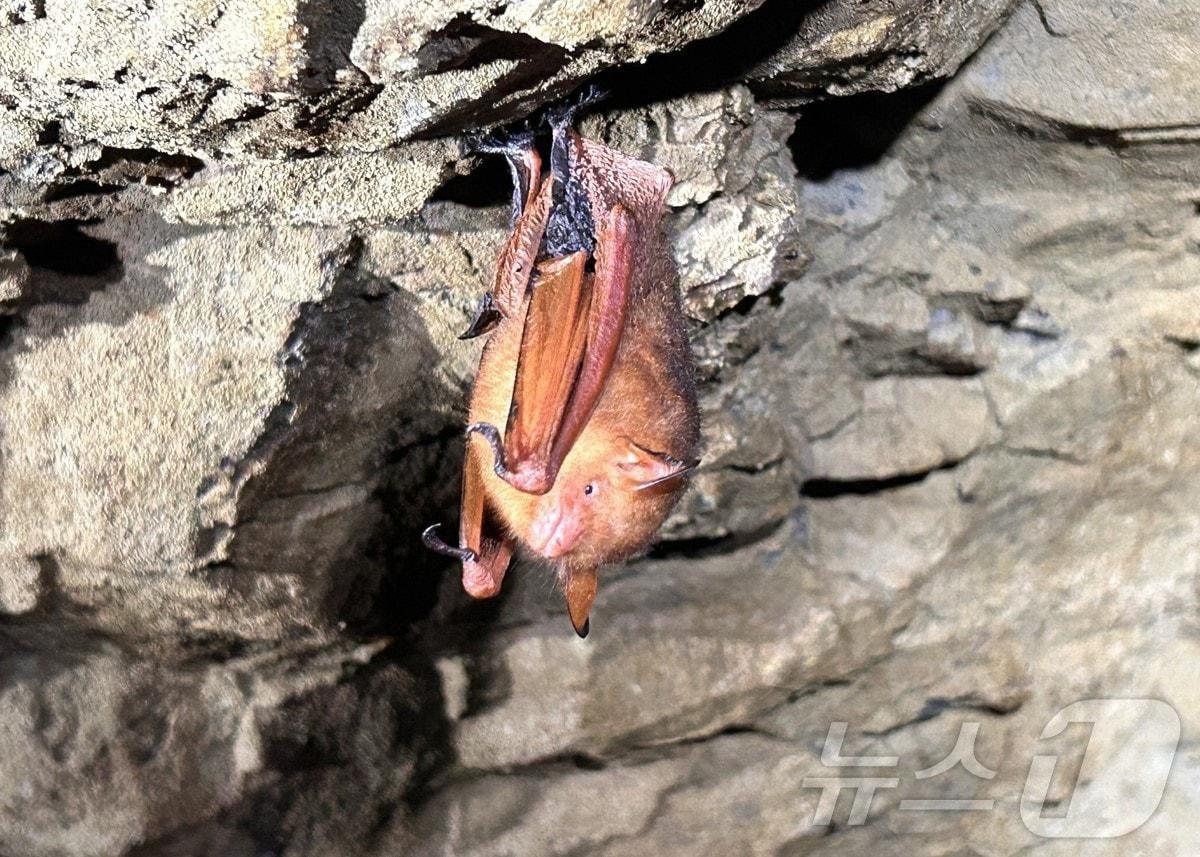 본문 이미지 - 팔공산 국립공원에서 멸종위기종인 붉은박쥐가 4년 만에 또 발견됐다. &#40;팔공산국립공원 서부사무소 제공. 재판매 및 DB 금지&#41;