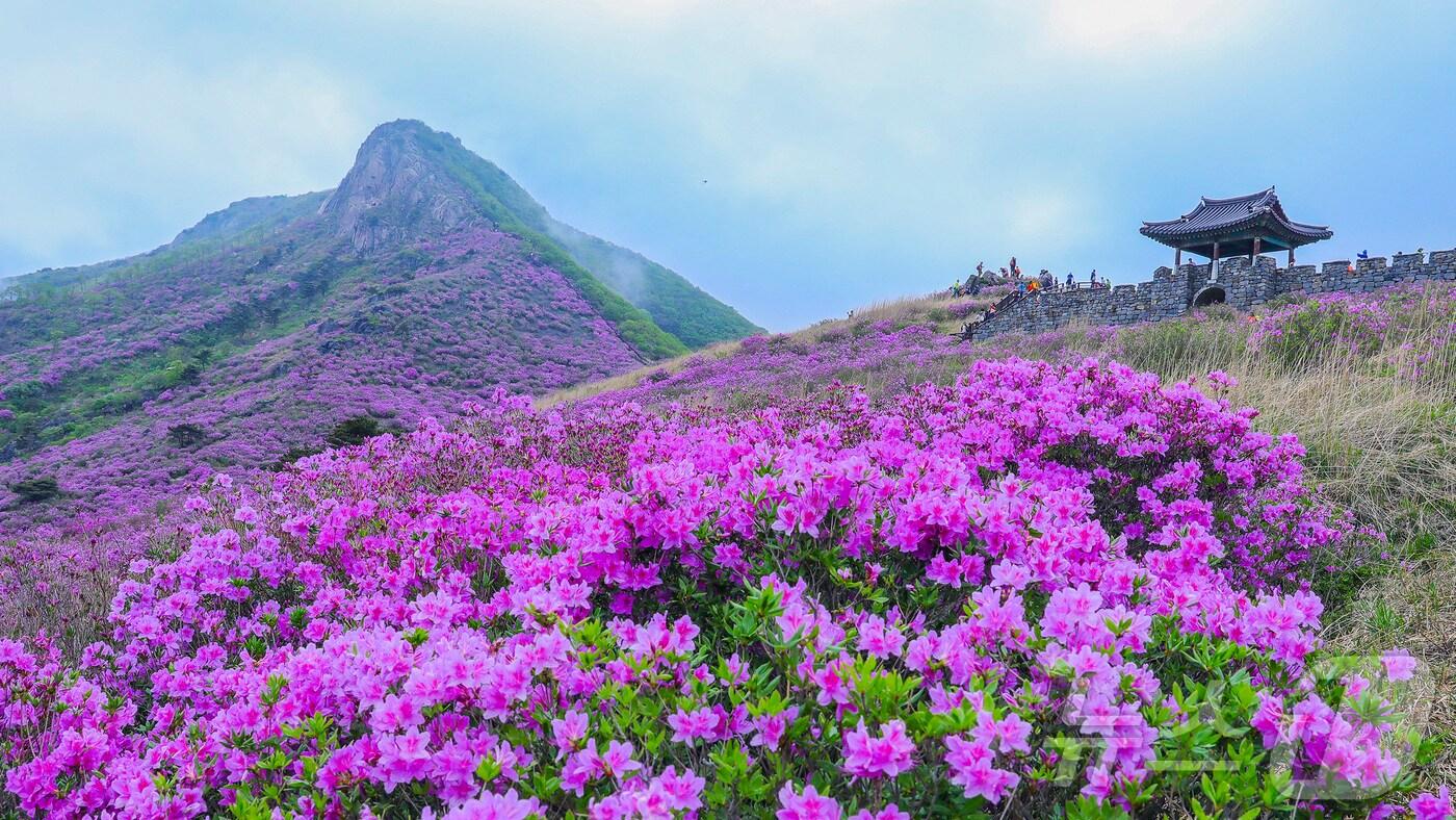 산청 황매산 철쭉(산청군 제공. 재판매 및 DB금지).