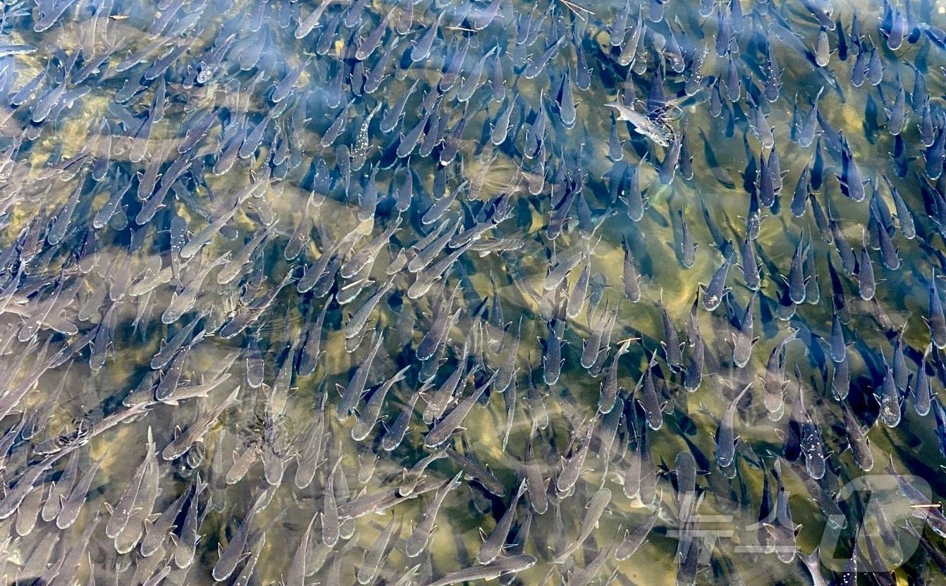 본문 이미지 - 지난 19일 창원시 마산합포구 3·15해양누리공원 앞바다에서 숭어가 떼를 지어 유영하고 있다.(독자제공. 재판매 및 DB금지)