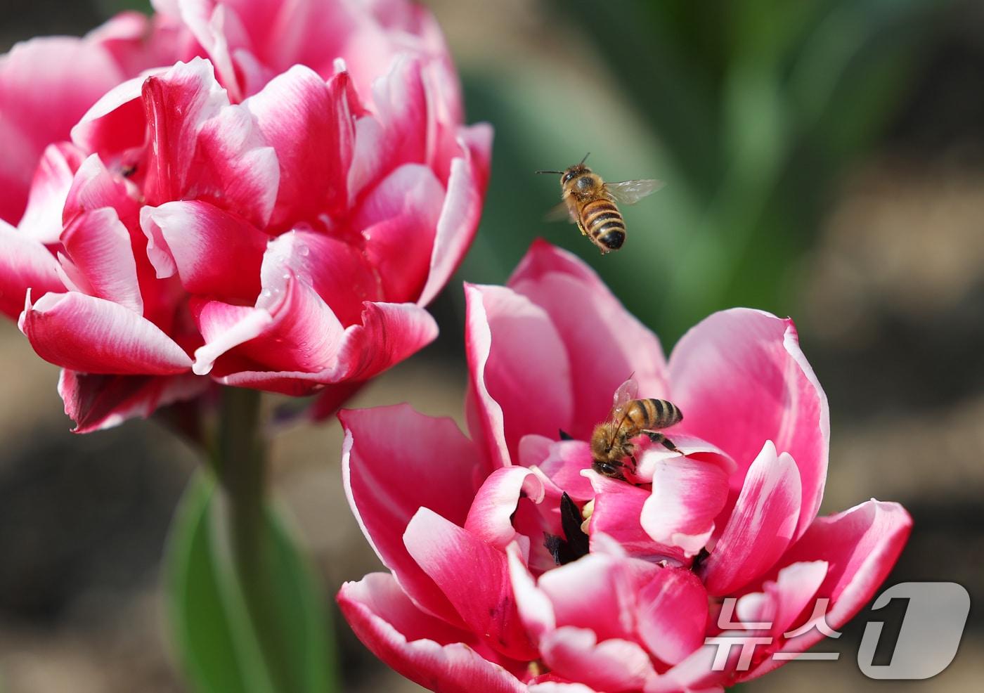 에버랜드 튤립축제가 개막한 21일 경기 용인시 처인구 에버랜드 포시즌스가든에서 꿀벌이 꿀을 따고 있다. 2025.3.21/뉴스1 ⓒ News1 김영운 기자