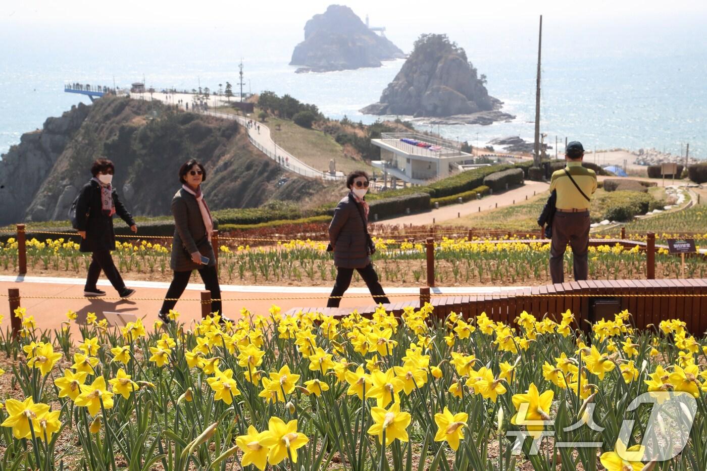 본문 이미지 - 완연한 봄 날씨를 보인 21일 부산 남구 오륙도해맞이공원을 찾은 시민들이 바다와 어우러진 활짝 핀 수선화를 감상하고 있다. 2025.3.21/뉴스1 ⓒ News1 윤일지 기자