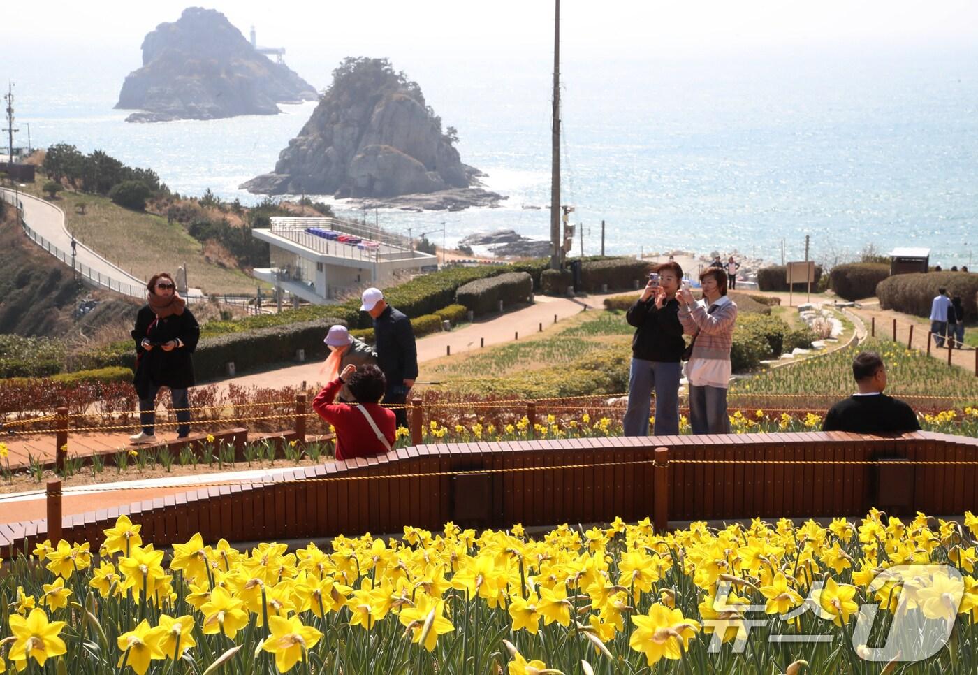 본문 이미지 - 완연한 봄 날씨를 보인 21일 부산 남구 오륙도해맞이공원을 찾은 시민들이 바다와 어우러진 활짝 핀 수선화를 감상하고 있다. 2025.3.21/뉴스1 ⓒ News1 윤일지 기자