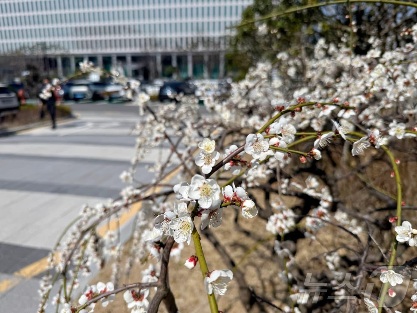 본문 이미지 - 한낮 기온이 20도까지 오른 21일 광주지방법원에 봄꽃이 피어 있다. 2025.3.21/뉴스1 ⓒ News1 이승현 기자