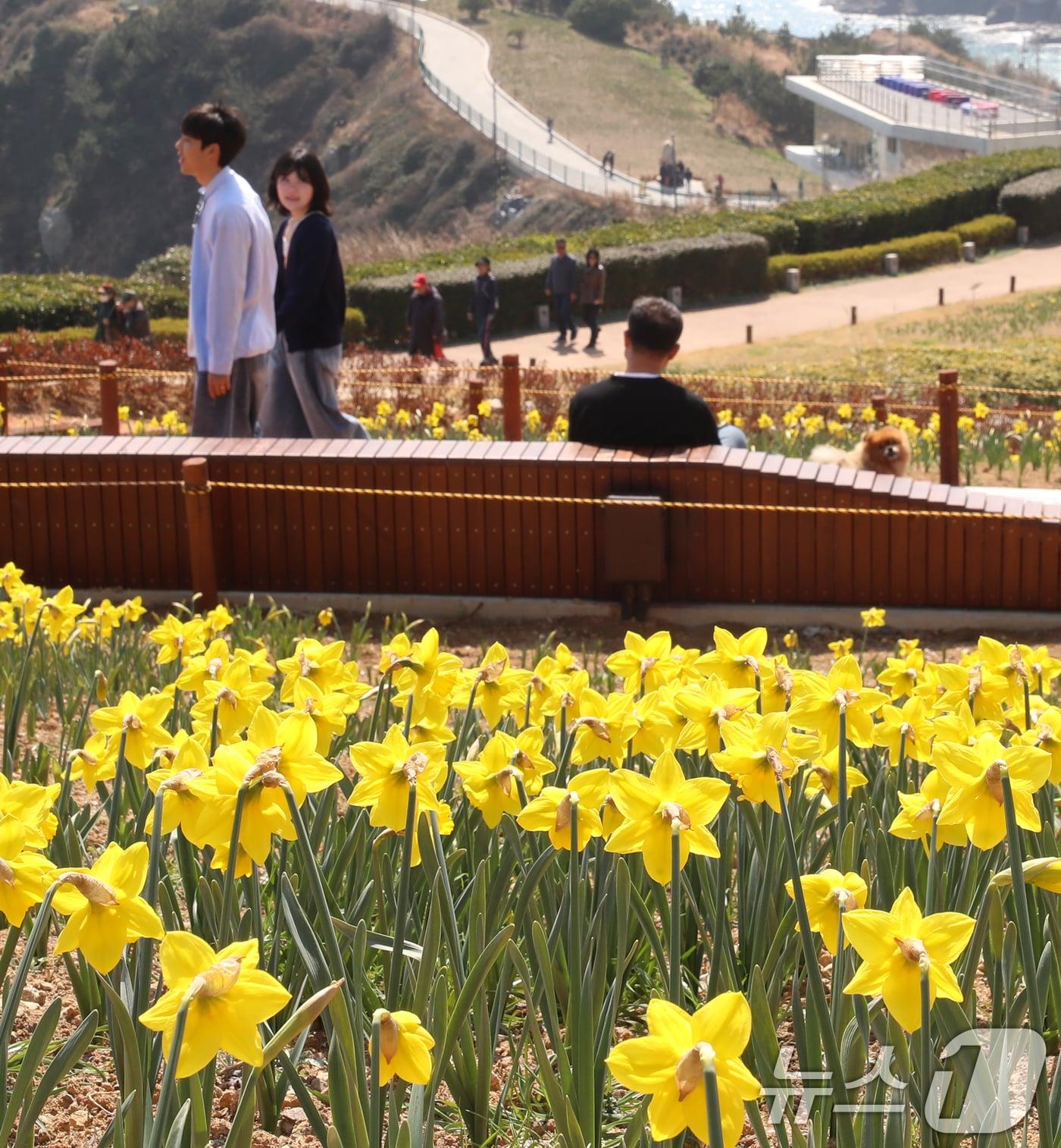 본문 이미지 - 완연한 봄 날씨를 보인 21일 부산 남구 오륙도해맞이공원을 찾은 시민들이 노란 수선화를 감상하고 있다. 2025.3.21/뉴스1 ⓒ News1 윤일지 기자