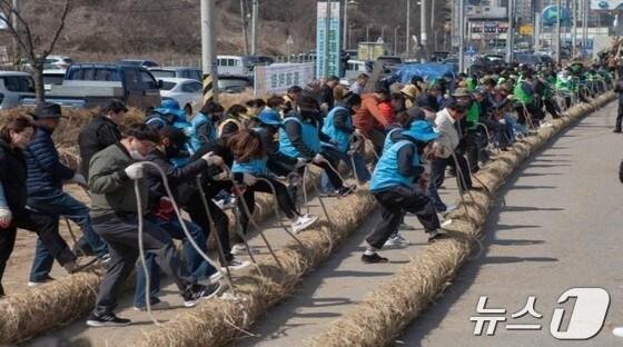 본문 이미지 - 기지시줄다리기 큰 줄 제작 모습. (당진시 제공. 재판매 및 DB금지) /뉴스1