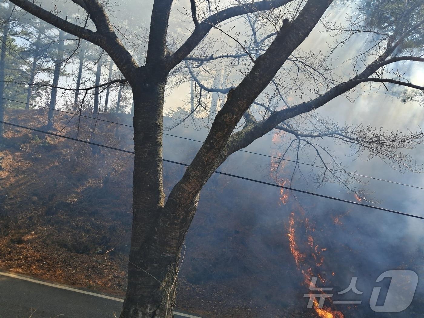 본문 이미지 - 21일 오후 2시 10분께 대전 서구 오동의 야산에서 산불이 발생해 38분만에 진화됐다.(산림청 제공. 재판매 및 DB금지) /뉴스1