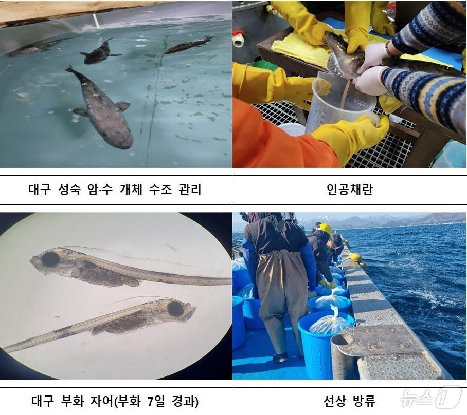 본문 이미지 - 대구 종자생산·방류.(강원도 제공. 재판매 및 DB금지)/뉴스1