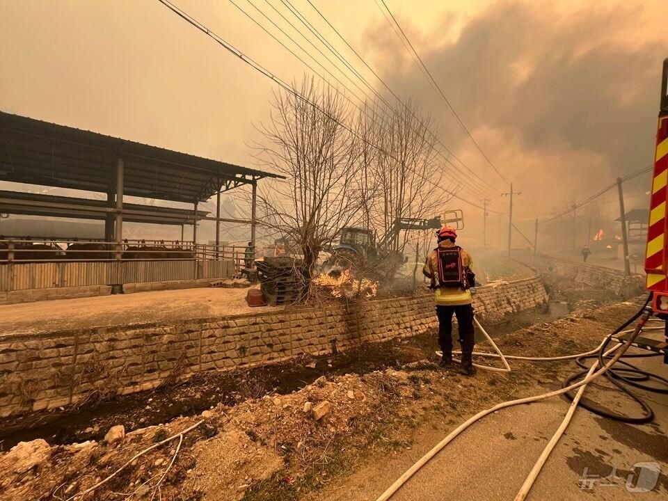 본문 이미지 - 의성 안평면 축사에 옮겨붙은 산불을 소방대원이 진화하고 있다.&#40;경북소방본부 제공. 재판매 및 DB 금지&#41;2025.3.22/뉴스1