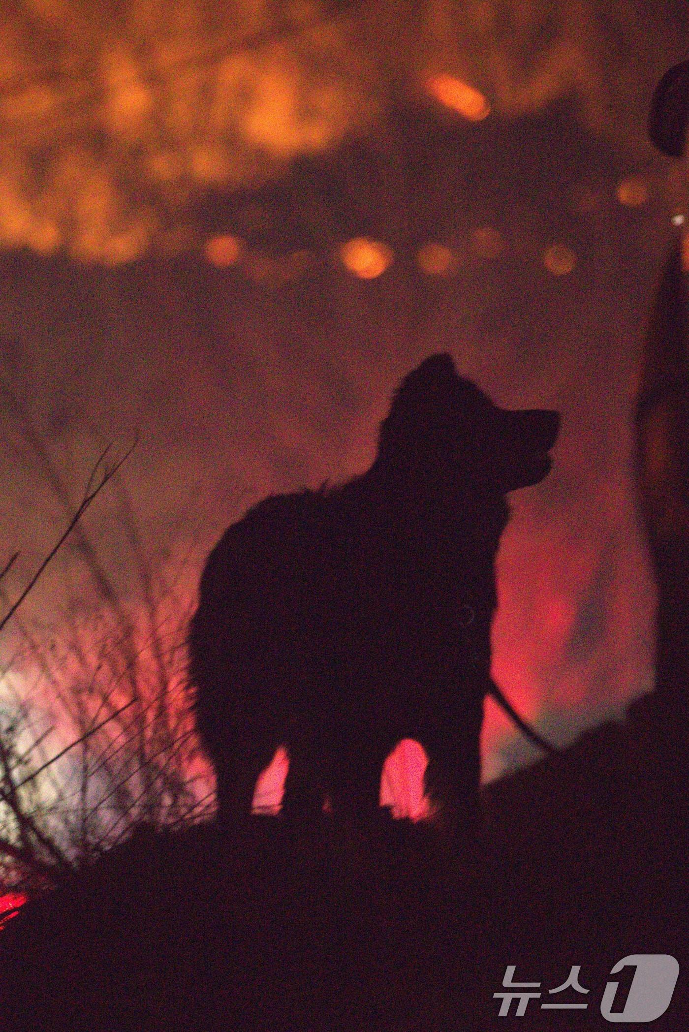 본문 이미지 - 22일 오후 10시쯤 의성 대형산불로 집을 잃은 강아지가 타오르는 산을 바라보고 있다. 2025.3.22/뉴스1 ⓒ News1 신성훈 기자