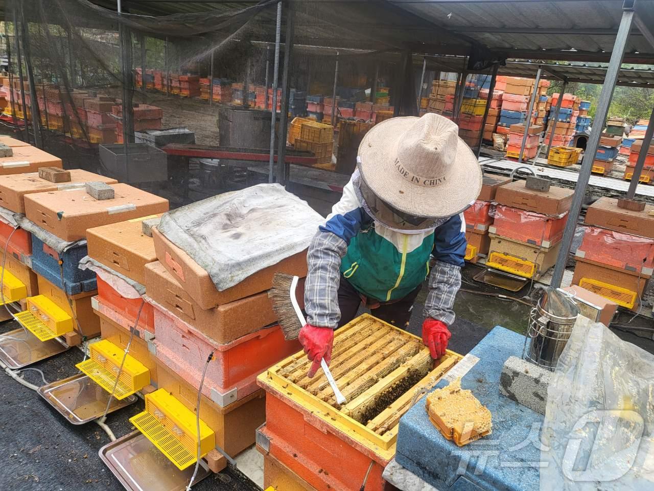 본문 이미지 - 꿀벌 응애 집중방제(충북도 제공. 재판매 및 DB금지)