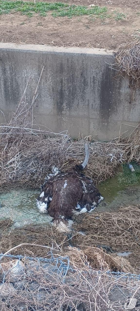 본문 이미지 - 포획된 타조. (경기도소방재난본부 제공. 재판매 및 DB 금지) 2025.3.23/뉴스1 