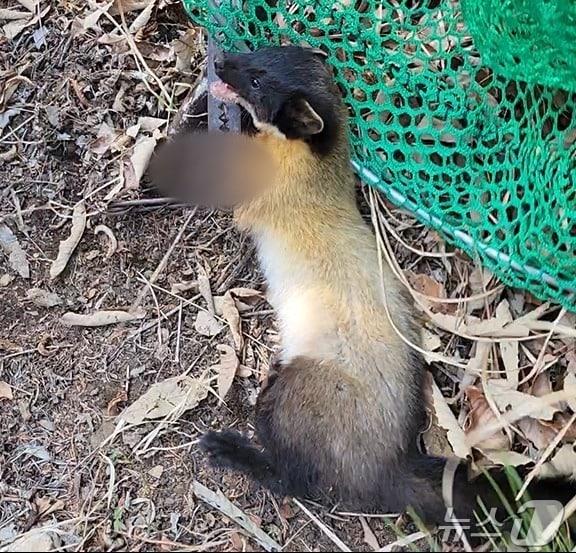 본문 이미지 - 23일 오전 전남 해남군 달마산 등산로 인근에서 덫에 걸린 채 발견된 멸종위기 야생동물 담비의 모습. &#40;해남소방 제공. 재판매 및 DB 금지&#41; 